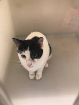 Ben -  Domestic Short Hair Cat for Adoption in Columbia, Tennessee - Ben | PetCurious