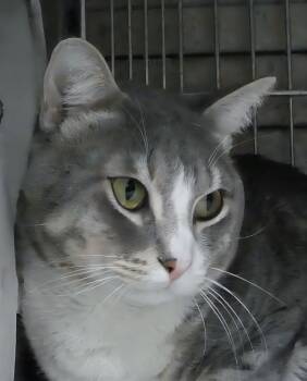 Tabby Cats Available for Adoption - MINTY | PetCurious