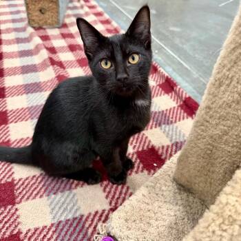 I Spy -  Domestic Short Hair Cat for Adoption in Fairmont, West Virginia - I Spy | PetCurious