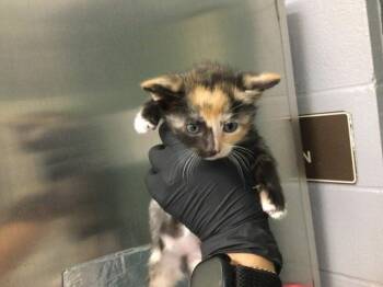 Domestic Short Hair Cats Available for Adoption in Thousand Palms, California - A1916892 | PetCurious