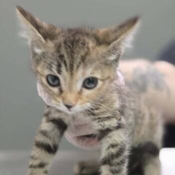 Rainy -  Domestic Short Hair Cat for Adoption in Charleston, West Virginia - Rainy | PetCurious