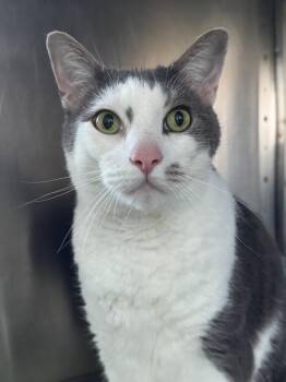 Kipper -  Domestic Short Hair Cat for Adoption in Cumberland, Maine - Kipper | PetCurious