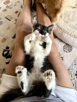 Priscilla -  Domestic Medium Hair Cat for Adoption - Priscilla | PetCurious