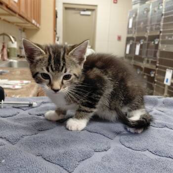 Rescue Domestic Short Hair Cats for Adoption - LUIGI | PetCurious