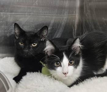 Marcy -  Domestic Short Hair Cat for Adoption in Covington, Louisiana - Marcy | PetCurious