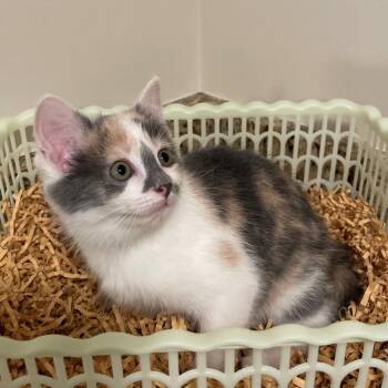 Kahlua -  Domestic Short Hair Cat for Adoption in Etna, Pennsylvania - Kahlua | PetCurious