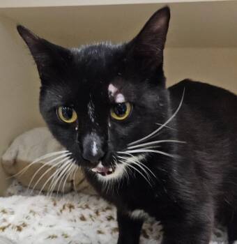 Flower -  Domestic Short Hair Cat for Adoption in Bloomington, Indiana - Flower | PetCurious