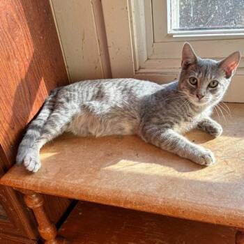 Tabby Cats Available for Adoption - Moe | PetCurious