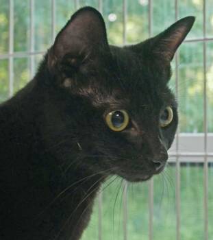 Oliver -  Domestic Short Hair and Bombay Cat for Adoption in Bloomingdale, New Jersey - Oliver | PetCurious
