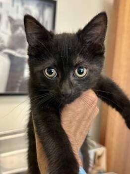 Martha -  Domestic Short Hair Cat for Adoption in Wichita, Kansas - Martha | PetCurious