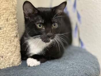 Rescue Domestic Short Hair Cats for Adoption in Mckinleyville, California - JOEY | PetCurious