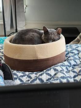 Domestic Short Hair Cats Available for Adoption in Saint Paul, Minnesota - Grayson | PetCurious