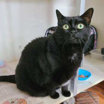 Maggie -  Domestic Short Hair Cat for Adoption in Guelph, Ontario - Maggie | PetCurious