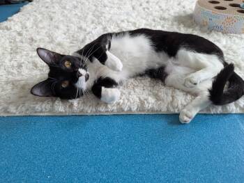 Buttercup - FeLV -  Domestic Short Hair and Tuxedo Cat for Adoption in West Richland, Washington - Buttercup - FeLV | PetCurious