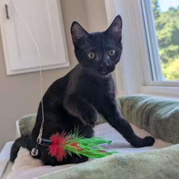 Old Fashioned -  Domestic Short Hair Cat for Adoption in Richmond, Virginia - Old Fashioned | PetCurious