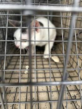 Domestic Short Hair Cats Available for Adoption - A795340 | PetCurious