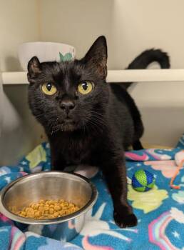 Rescue Domestic Short Hair Cats for Adoption in Bellingham, Washington - Rhea | PetCurious