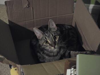 Leo -  Domestic Short Hair Cat for Adoption in Beaumont, Texas - Leo | PetCurious