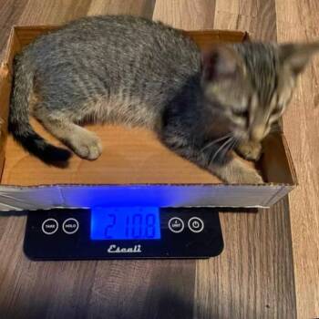 Waldo -  Domestic Short Hair Cat for Adoption in Austin, Texas - Waldo | PetCurious