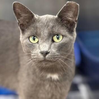 Rescue Domestic Short Hair Cats for Adoption in Batavia, New York - Jerry | PetCurious