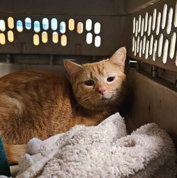 Domestic Short Hair Cats Available for Adoption in Disputanta, Virginia - Lacy | PetCurious