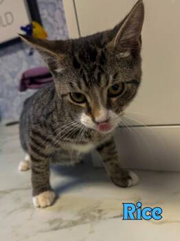 Rice -  Domestic Short Hair Cat for Adoption in Rome, Georgia - Rice | PetCurious