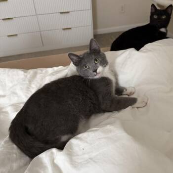 Domestic Short Hair Cats Available for Adoption - Jamon | PetCurious