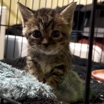 Alexandrite -  Domestic Short Hair Cat for Adoption in Silver Spring, Maryland - Alexandrite | PetCurious