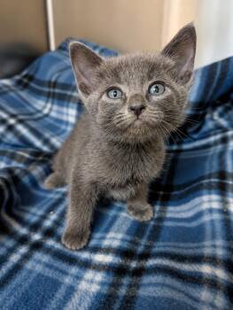 Jasper -  Domestic Short Hair Cat for Adoption in Kemp, Texas - Jasper | PetCurious
