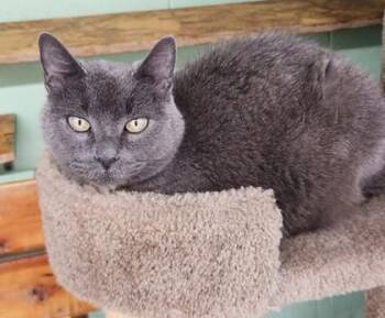 Cake the Cat -  Domestic Short Hair Cat for Adoption in Butte, Montana - Cake The Cat | PetCurious