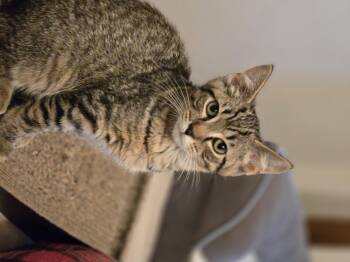 Quake -  Domestic Short Hair Cat for Adoption in Bethel Park, Pennsylvania - Quake | PetCurious