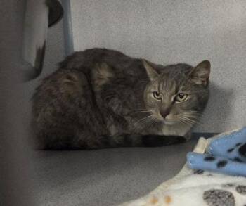 Indigo -  Domestic Short Hair Cat Available for Adoption in Canon City, Colorado - Indigo | PetCurious