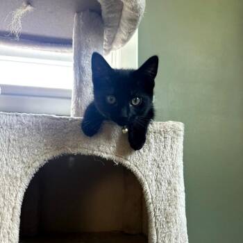 Auger -  Domestic Short Hair Cat for Adoption in Maple Shade, New Jersey - Auger | PetCurious