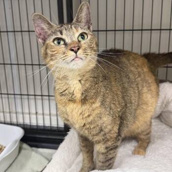 Domestic Short Hair Cats Available for Adoption - Freddi | PetCurious
