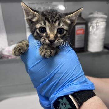 Domestic Short Hair Cats Available for Adoption in Summerville, South Carolina - Change | PetCurious