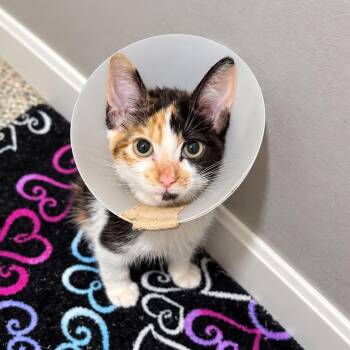Nikon -  Calico and Domestic Short Hair Cat for Adoption in Antioch, California - Nikon | PetCurious