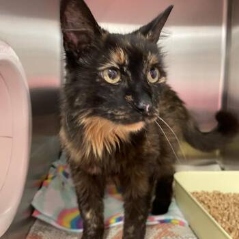 Domestic Medium Hair Cats Available for Adoption in Port Charlotte, Florida - Savannah | PetCurious