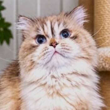 PERSIUS - PERSIAN VICTORIAN GENTLEMAN -  Persian Cat for Adoption in Oakwood, Georgia - PERSIUS - PERSIAN VICTORIAN GENTLEMAN | PetCurious