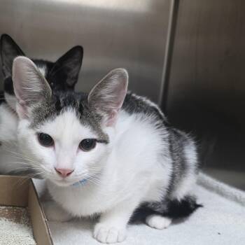 Melba -  Domestic Short Hair Cat for Adoption in Mission Viejo, California - Melba | PetCurious