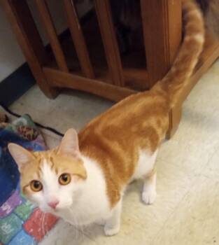 Rescue Domestic Short Hair Cats for Adoption in Buffalo, Missouri - Oliver | PetCurious