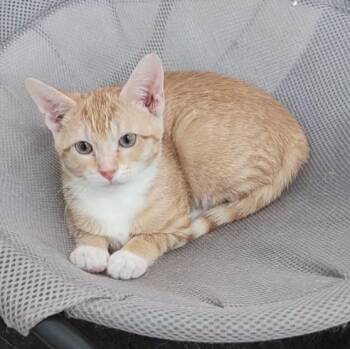 Bisquit -  Domestic Short Hair Cat for Adoption in Mansfield, Texas - Bisquit | PetCurious
