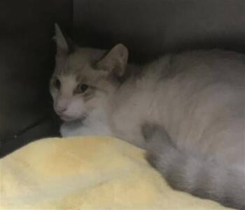 A432361 -  Domestic Short Hair Cat for Adoption in Conroe, Texas - A432361 | PetCurious