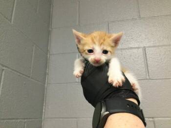 Domestic Short Hair Cats Available for Adoption in Thousand Palms, California - A1913054 | PetCurious