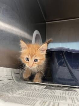 Rescue Domestic Medium Hair Cats for Adoption in San Gabriel, California - Cous Cous | PetCurious