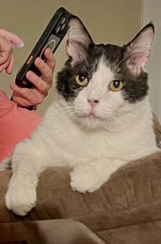 Domestic Short Hair Cats Available for Adoption - Oreo (male) | PetCurious