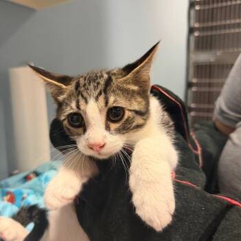 Lentil -  Domestic Short Hair Cat for Adoption in Chattanooga, Tennessee - Lentil | PetCurious