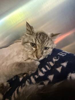 Frasier -  Domestic Long Hair and Siamese Cat for Adoption in Fremont, Nebraska - Frasier | PetCurious