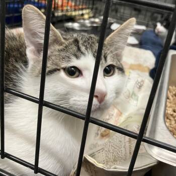 Cassian -  Domestic Short Hair Cat for Adoption in Idaho Falls, Idaho - Cassian | PetCurious