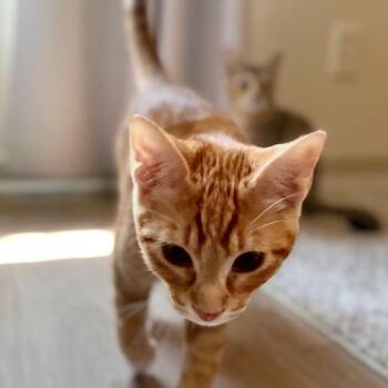 Biscuit -  Domestic Short Hair Cat for Adoption in Crowley, Texas - Biscuit | PetCurious