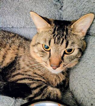 Tabby Cats Available for Adoption in Medfield, Massachusetts - Elvis And Meatball | PetCurious